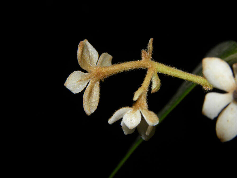 Image of Pleurothyrium golfodulcense W. Burger & N. Zamora