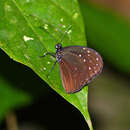 Euploea mulciber portia Fruhstorfer 1904的圖片