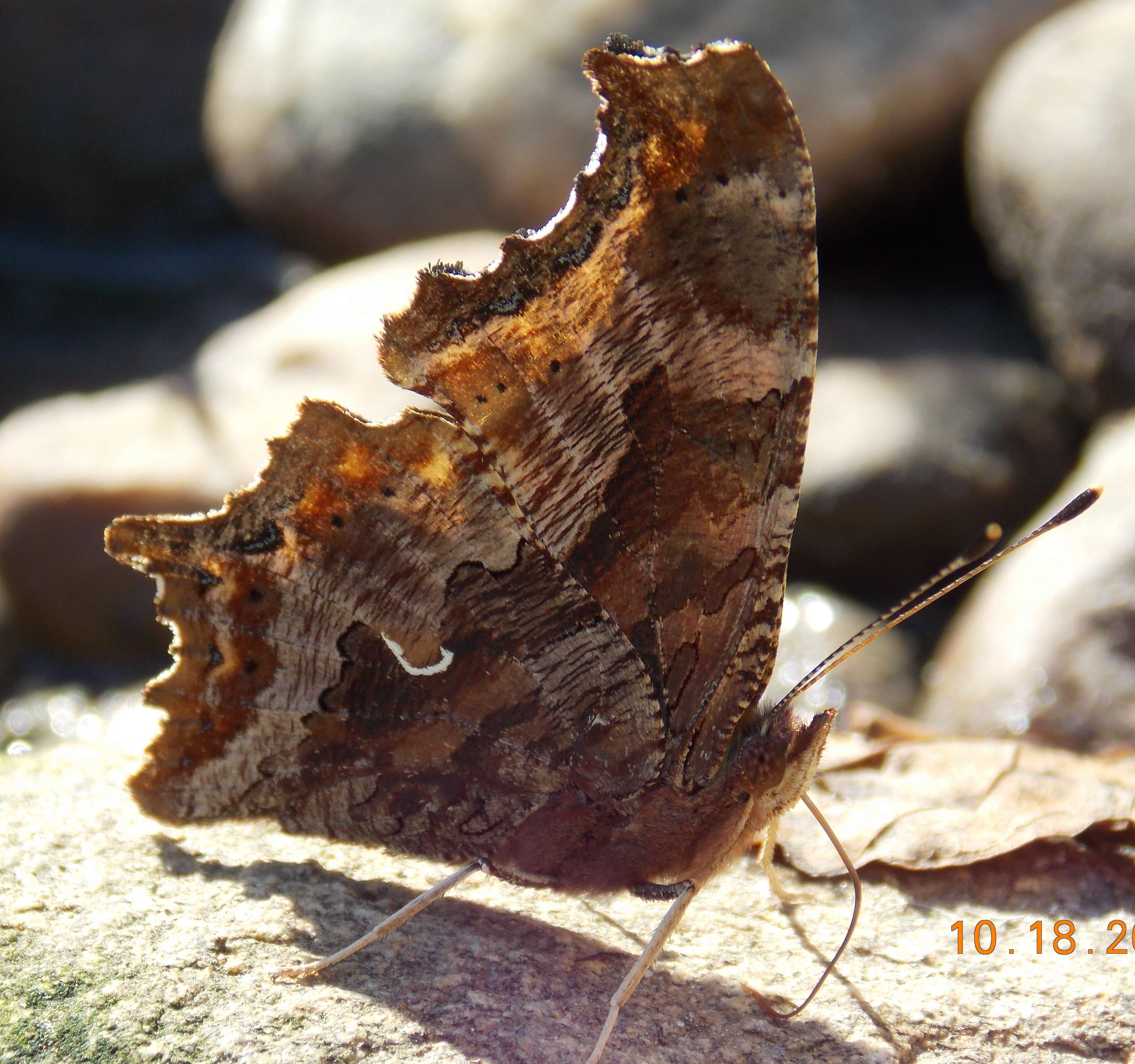 Sivun Polygonia comma Harris 1852 kuva