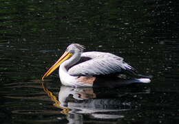 Image of Dalmatian Pelican