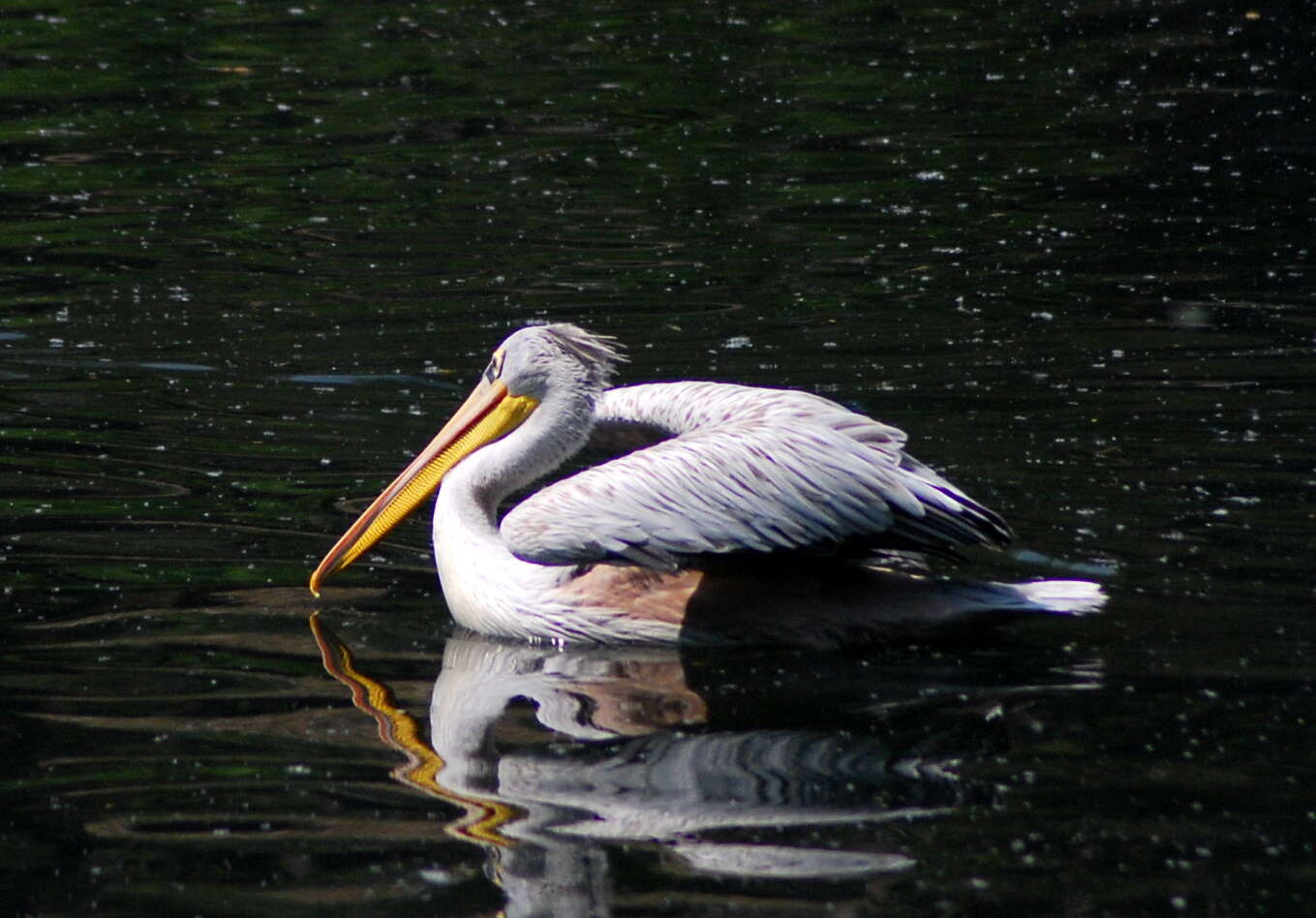 Image of Dalmatian Pelican