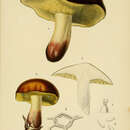 Image of Boletus circinans