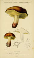 Image of Boletus circinans