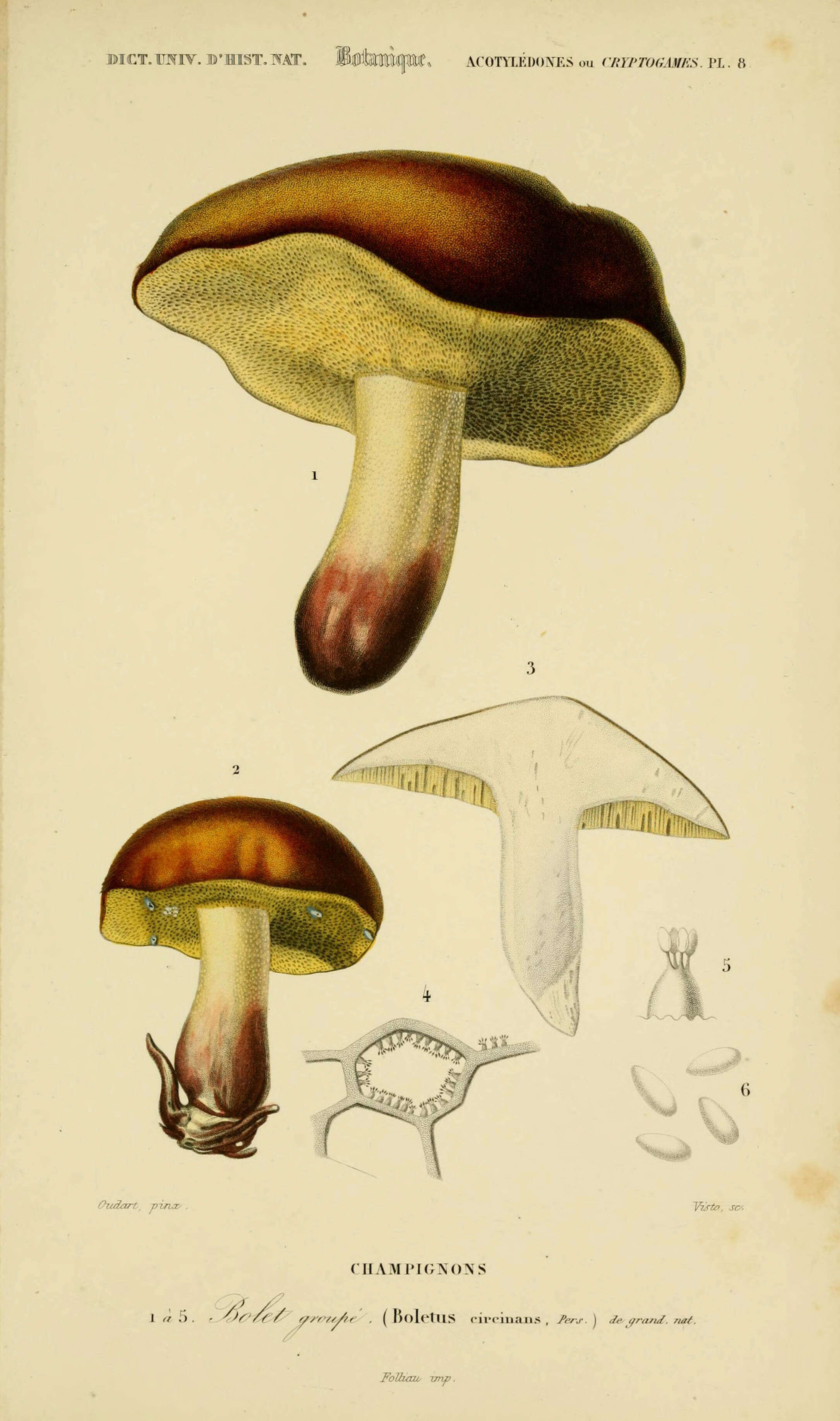 Image of Boletus circinans