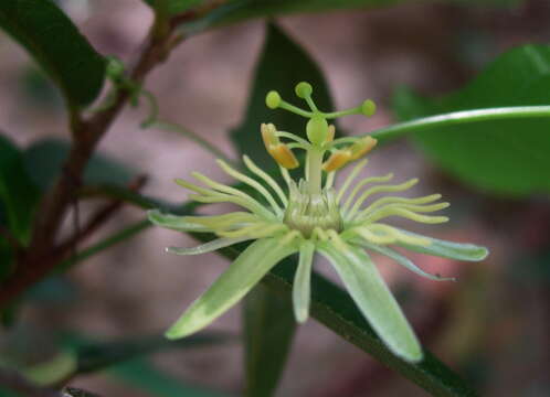 Sivun Passiflora lutea L. kuva