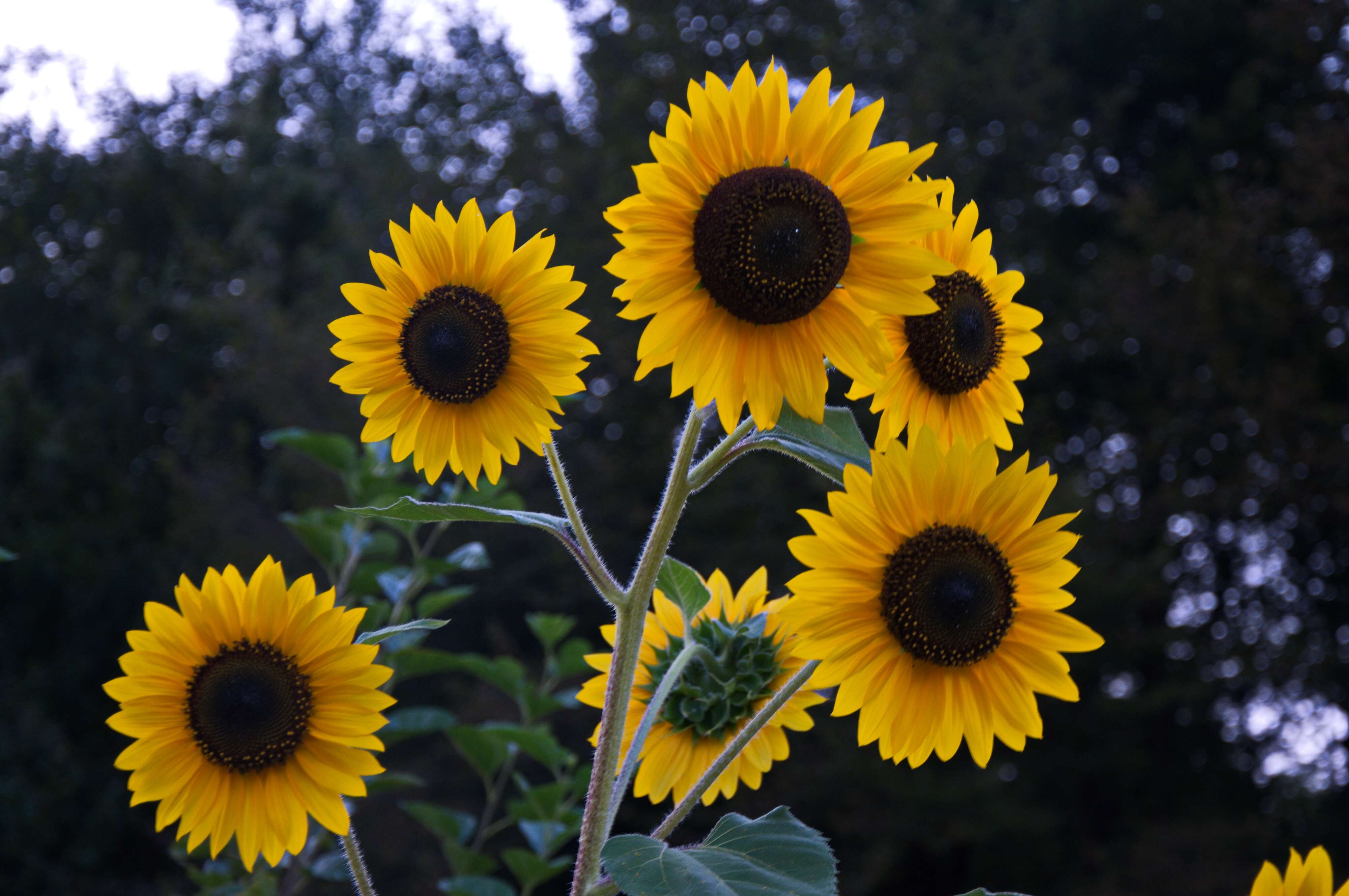 Image of sunflowers