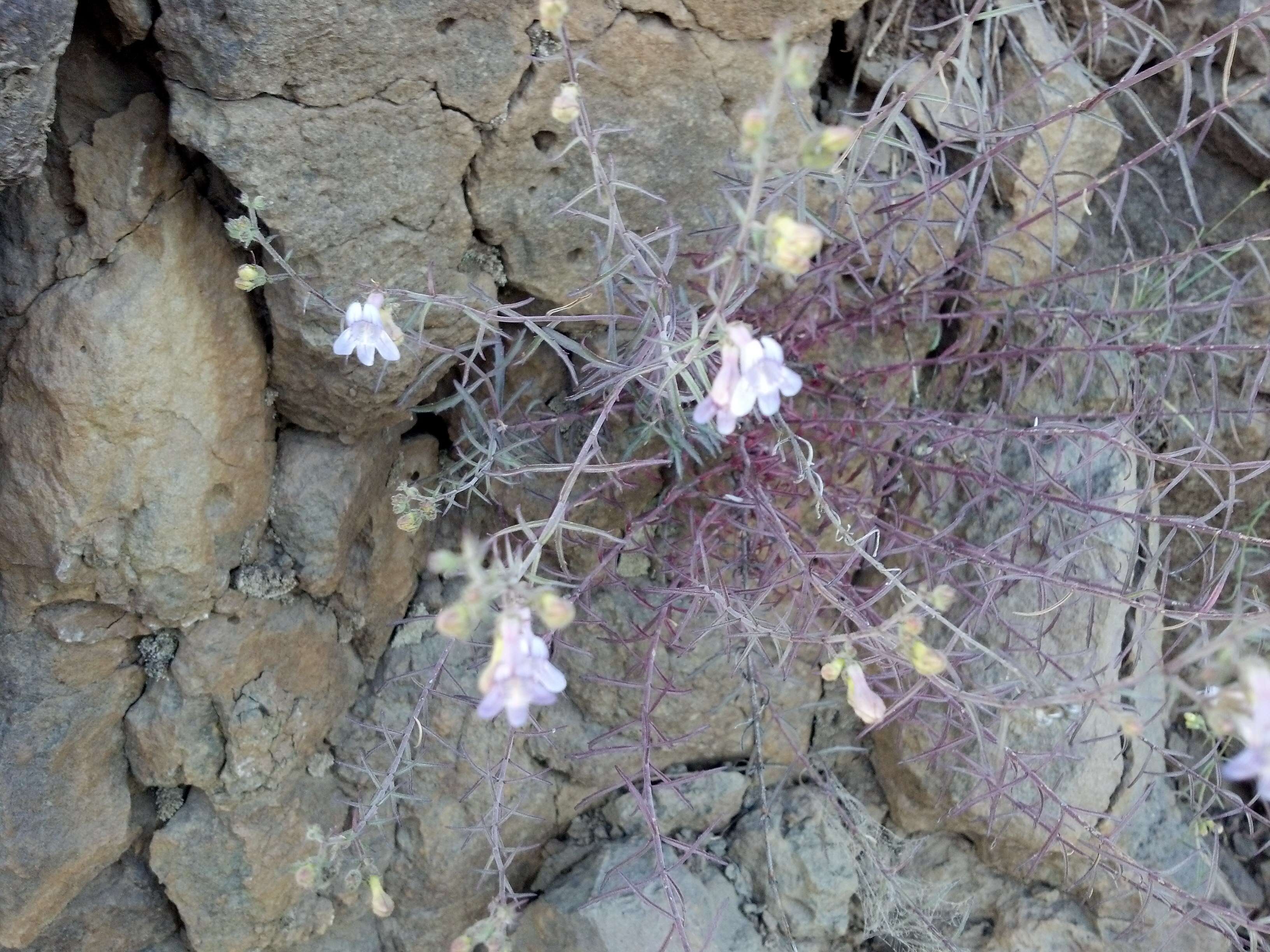 Image of Riggin's penstemon