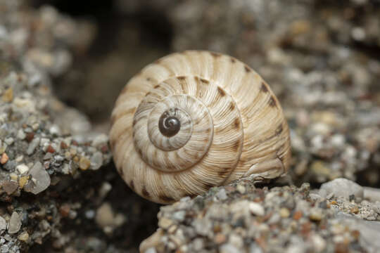 Image of Maritime gardensnail