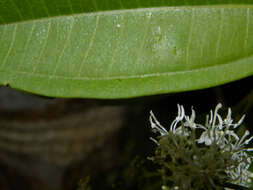 Image of Miconia poeppigii Triana