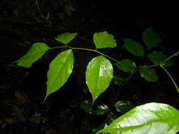 Image of Pterocarpus violaceus Vogel