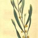 Image of Acacia stricta (Andrews) Willd.
