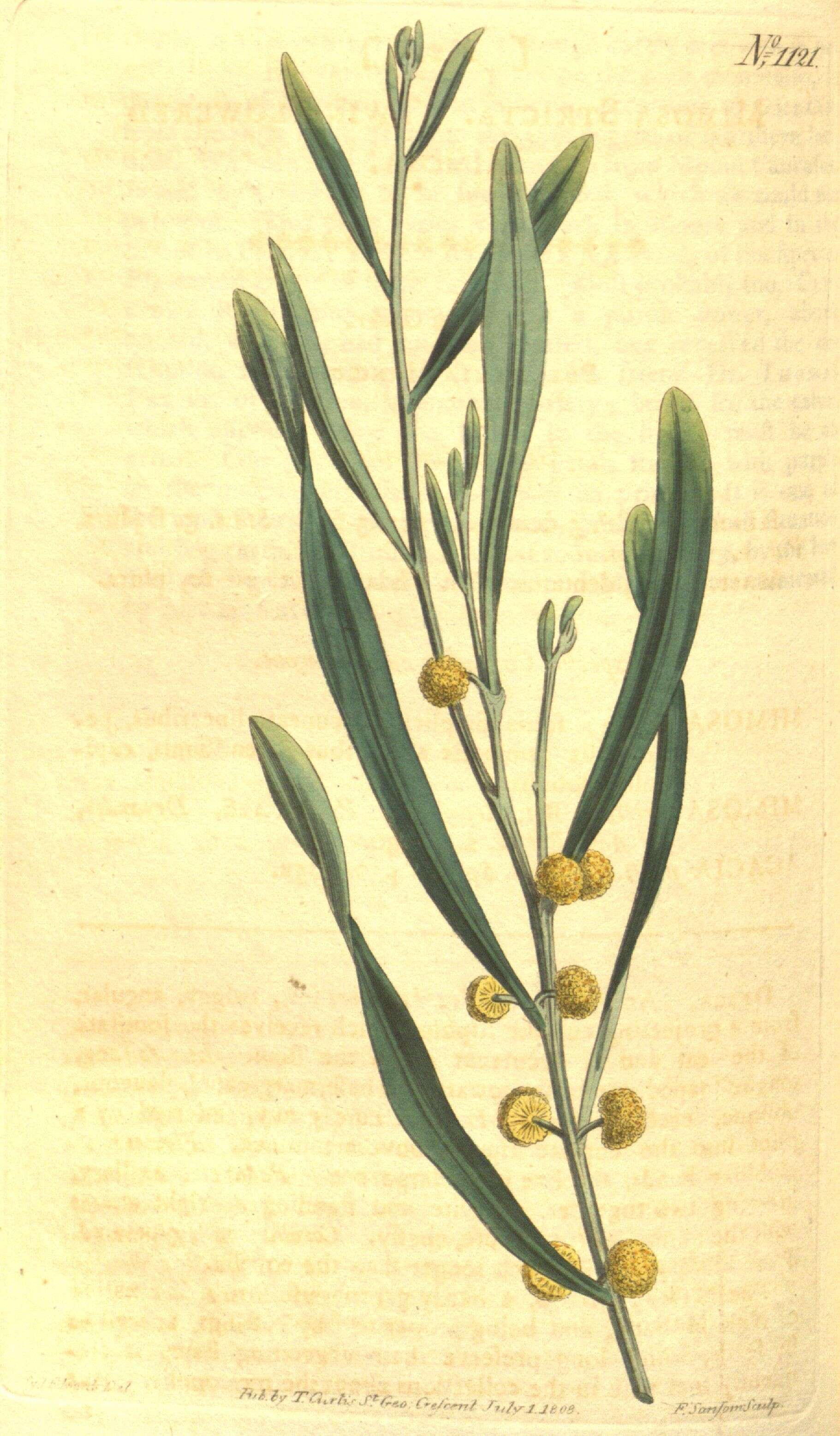 Image of Acacia stricta (Andrews) Willd.