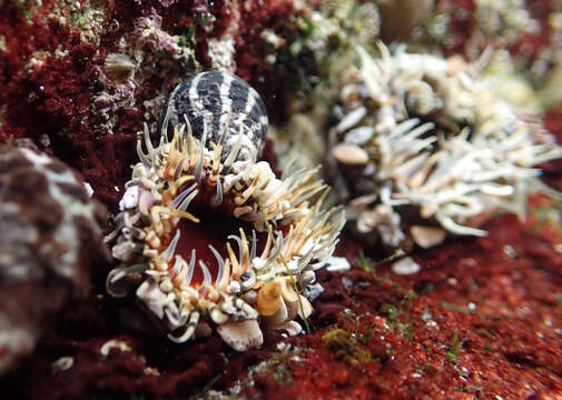 Image of Sand anemone