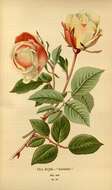 Image of tea rose