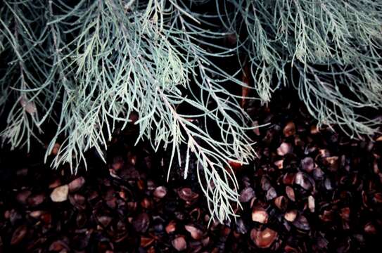 Image of Eucalyptus formanii C. A. Gardner