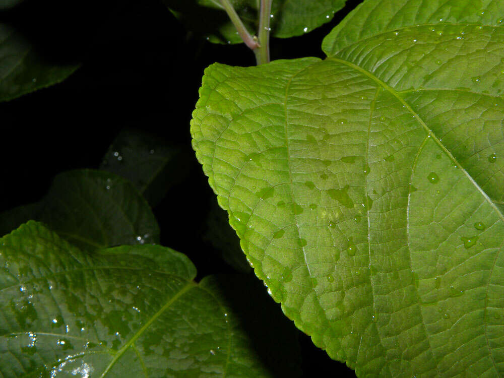 Image of Acalypha villosa Jacq.