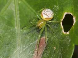 Image de Araneus praesignis (L. Koch 1872)