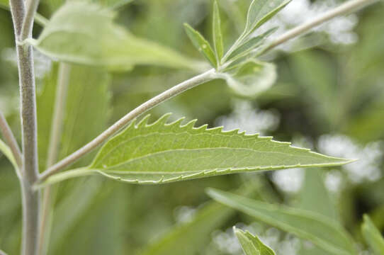 Image of Hemp-agrimony