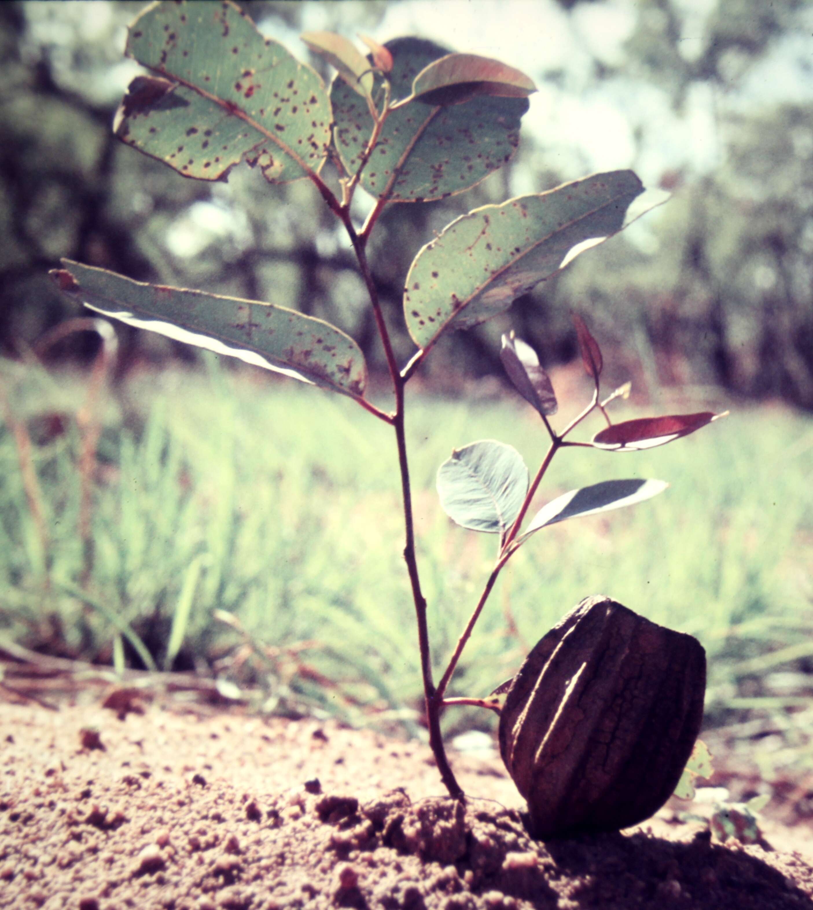 Image of Eucalyptus chartaboma D. Nicolle