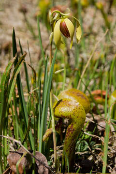 Image of California pitcherplant