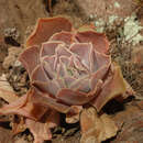 Image of Echeveria perezcalixii Jimeno-Sevilla & P. Carrillo