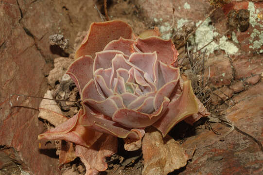 Image of Echeveria perezcalixii Jimeno-Sevilla & P. Carrillo