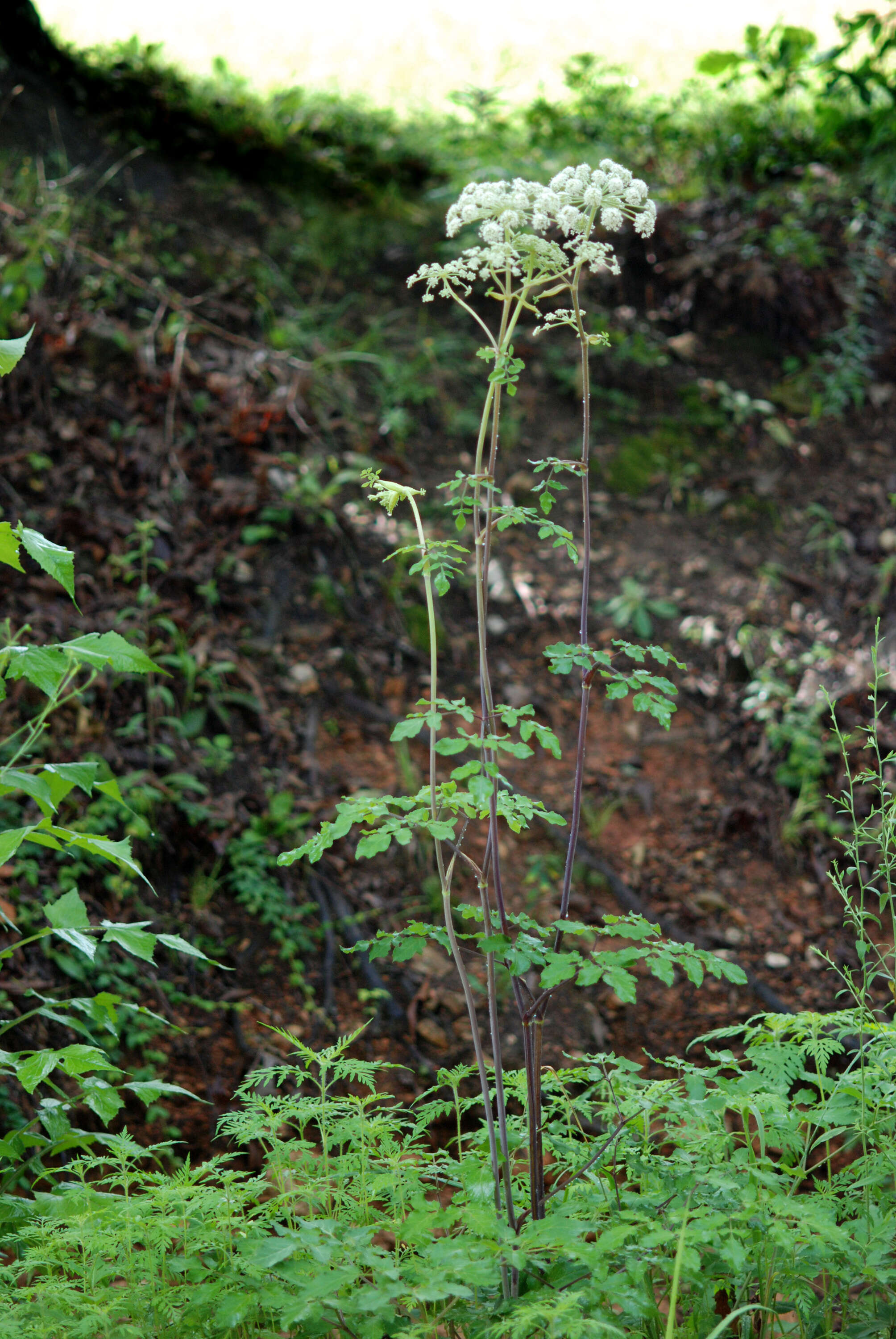 Image of angelica