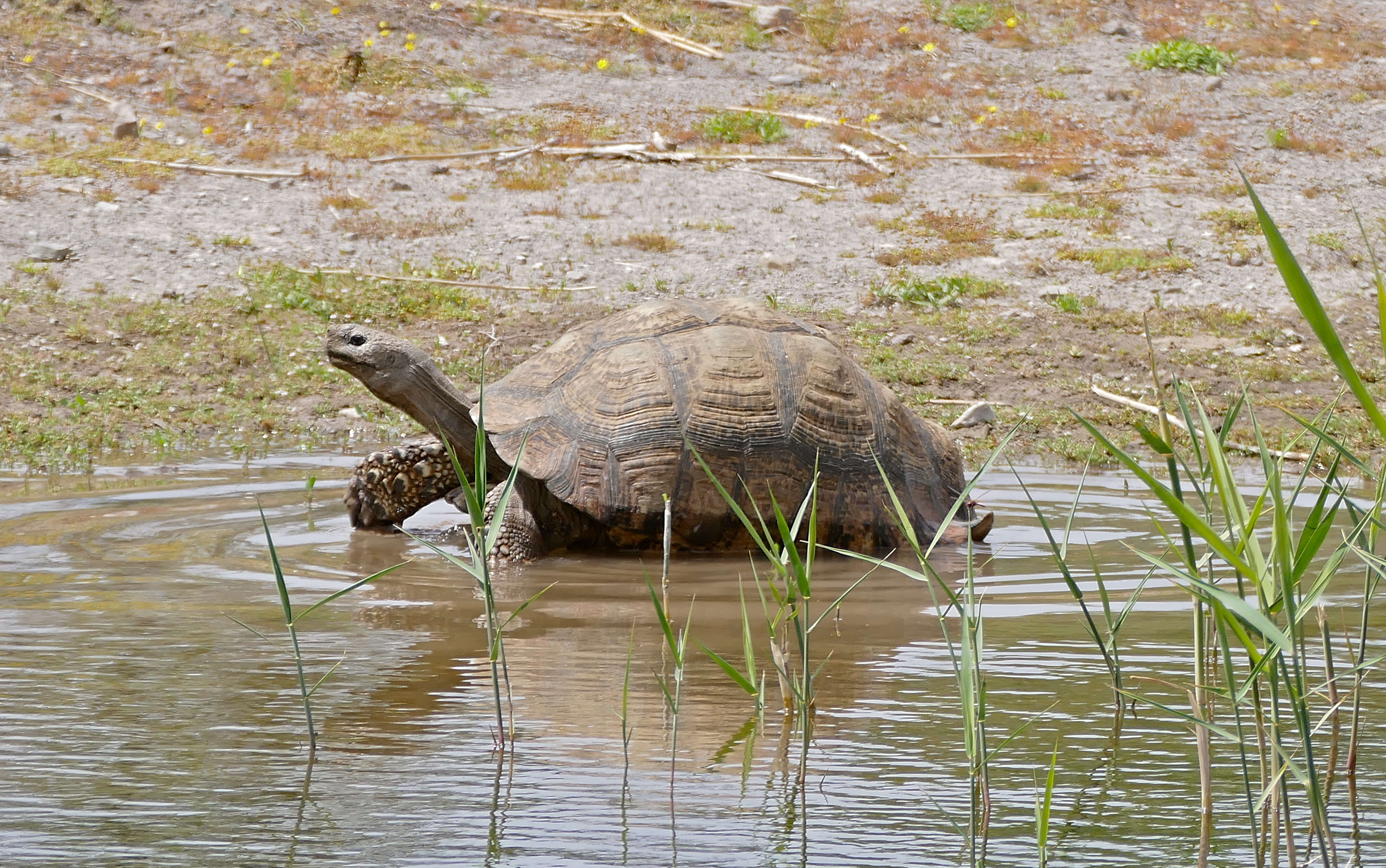 Image of Stigmochelys