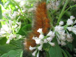 صورة Spilosoma Curtis 1825