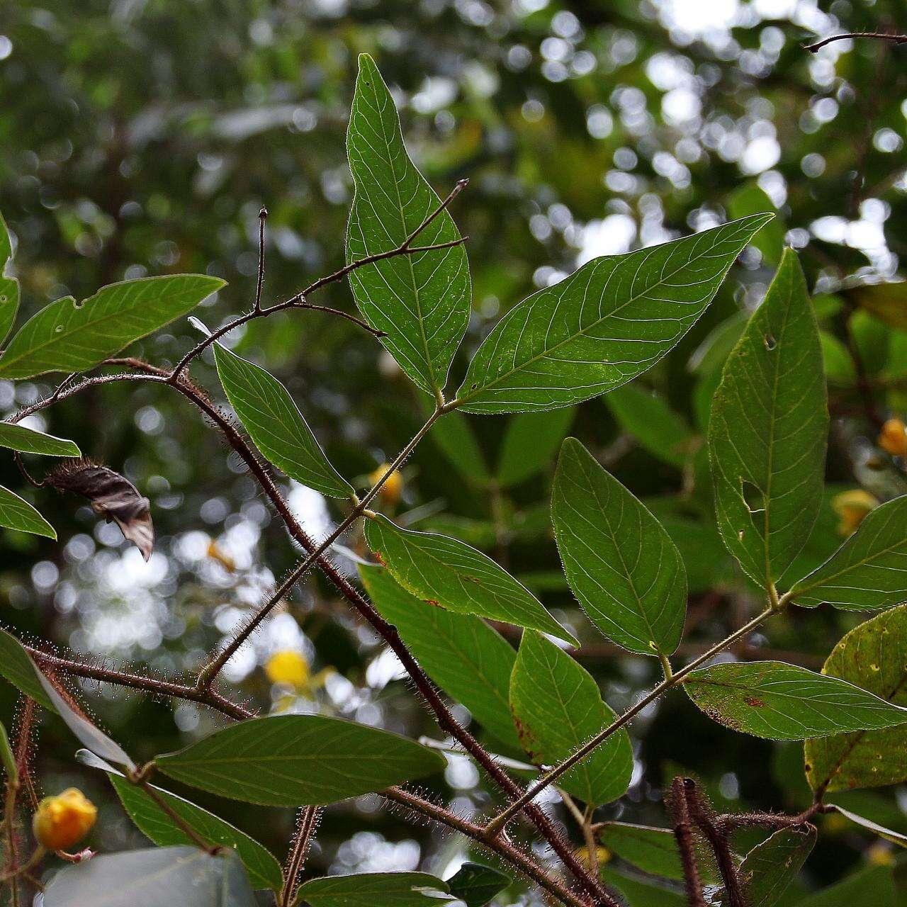 Image of Chamaecrista setosa (Vogel) H. S. Irwin & Barneby