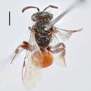 Слика од Sphecodes puncticeps Thomson 1870