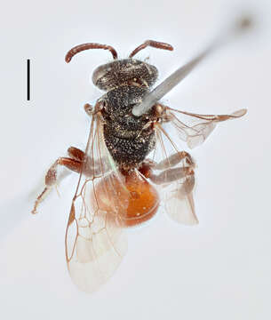 Sphecodes puncticeps Thomson 1870 resmi