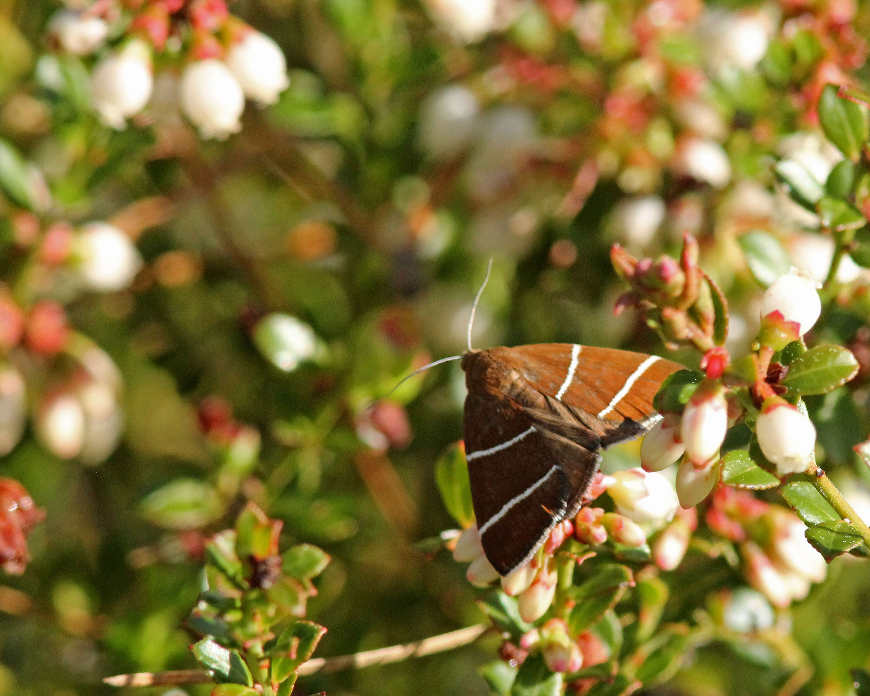 Image of Four-Lined Chocolate Moth