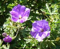 Image of Hibiscus huegelii Endl.