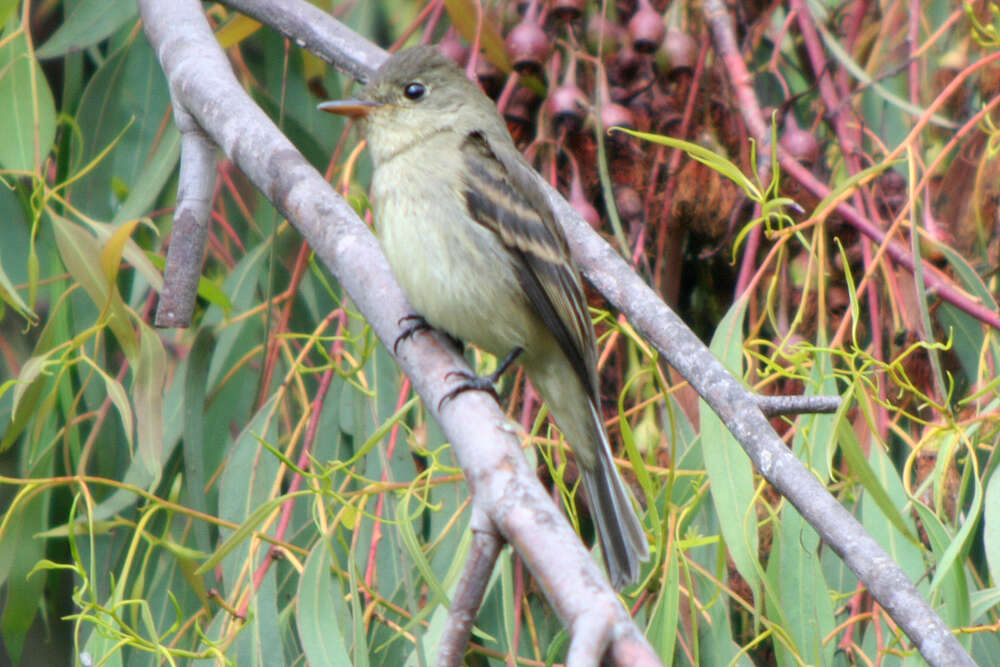 Image of Empidonax Cabanis 1855