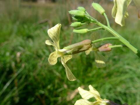 Image of wild radish