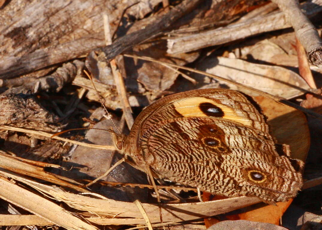 Image of Common Wood Nymph