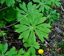 Image of mayapple