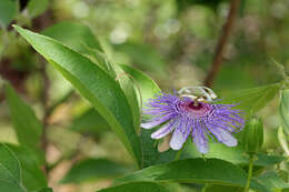 Plancia ëd Passiflora incarnata L.