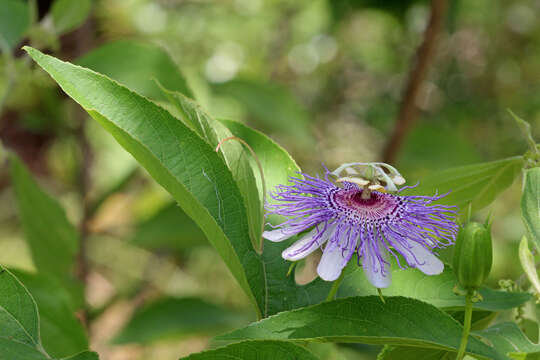 Plancia ëd Passiflora incarnata L.