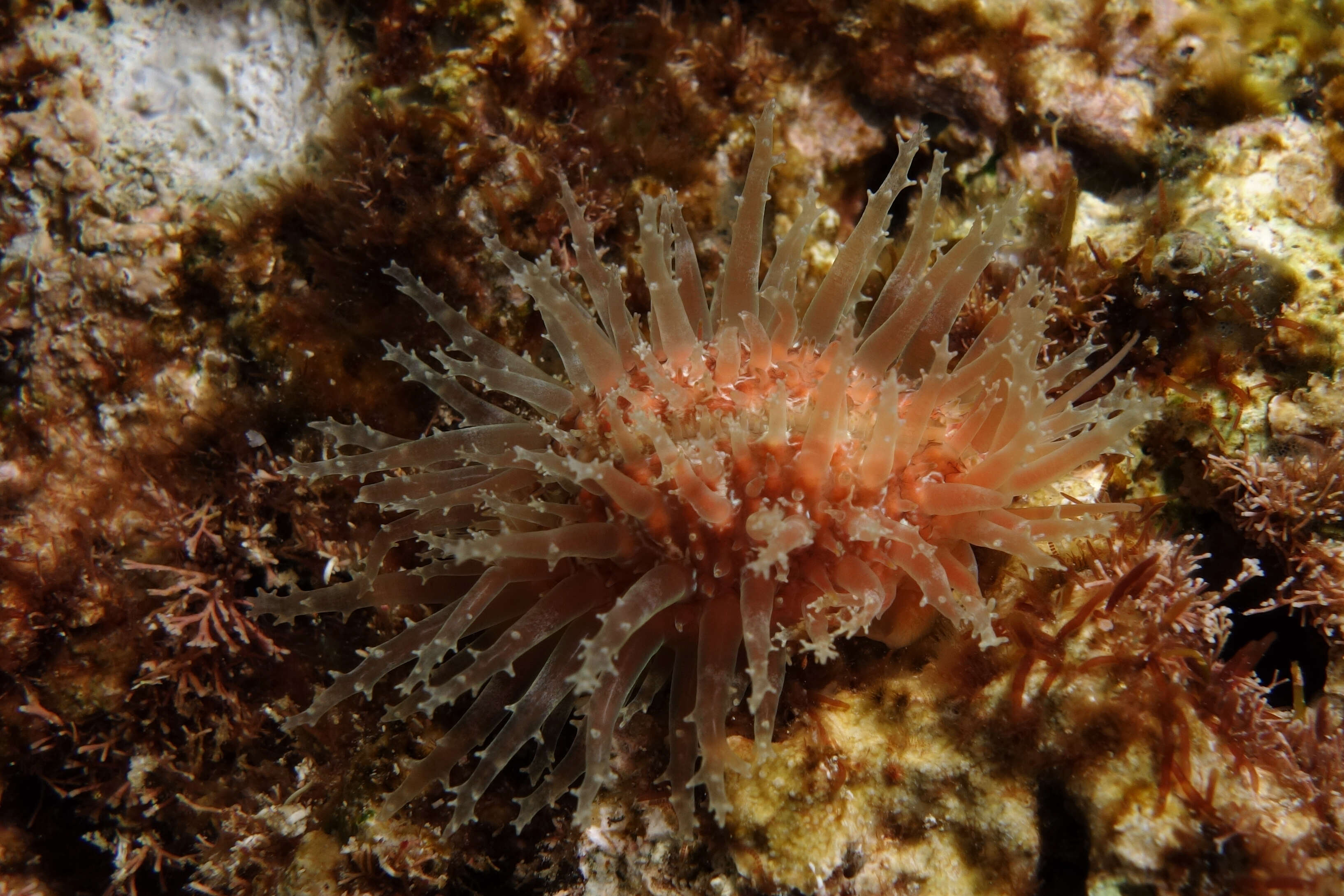 Image of Kernel cowry