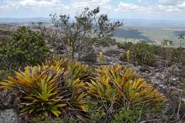 Image of Vriesea chapadensis Leme