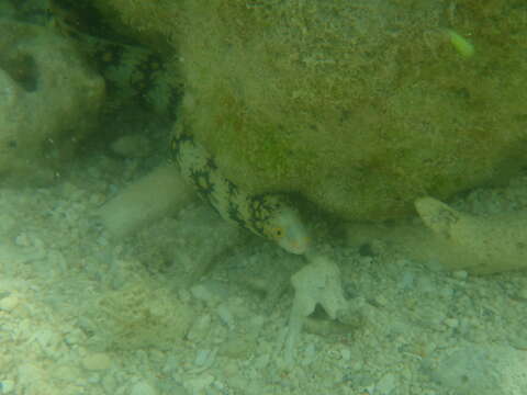 Image of Snowflake moray