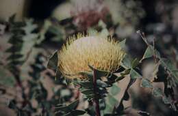 Image of banksia