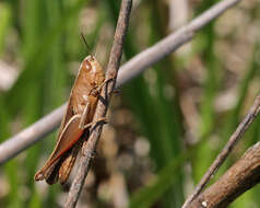 Image of Amblytropidia