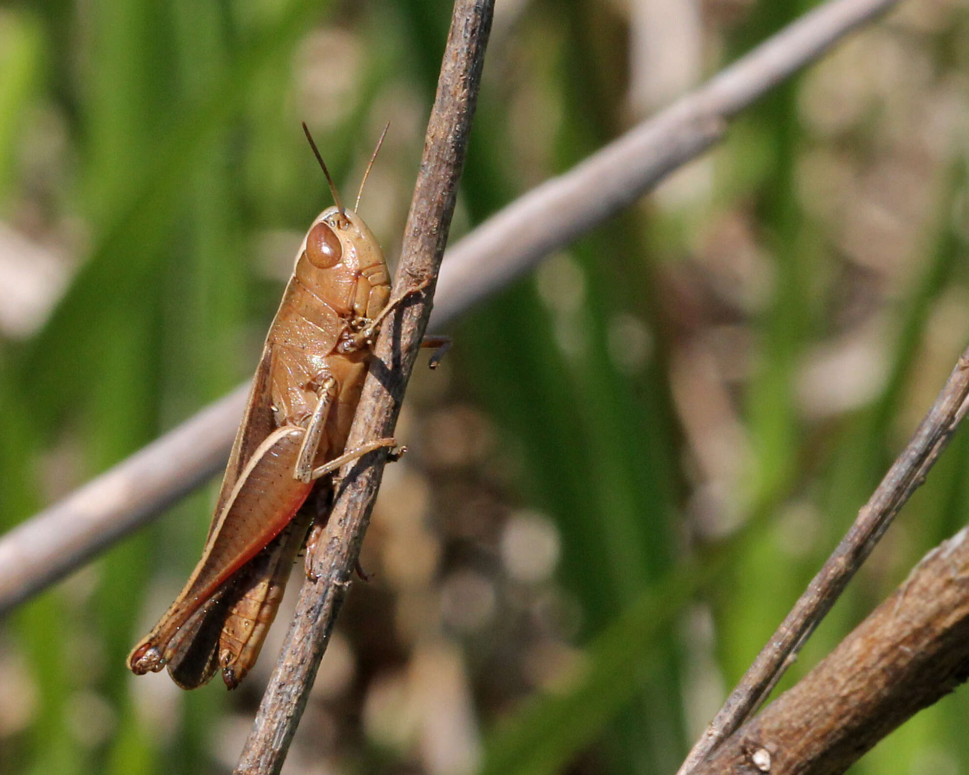 Image of Amblytropidia