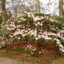 Image of Rhododendron × geraldii
