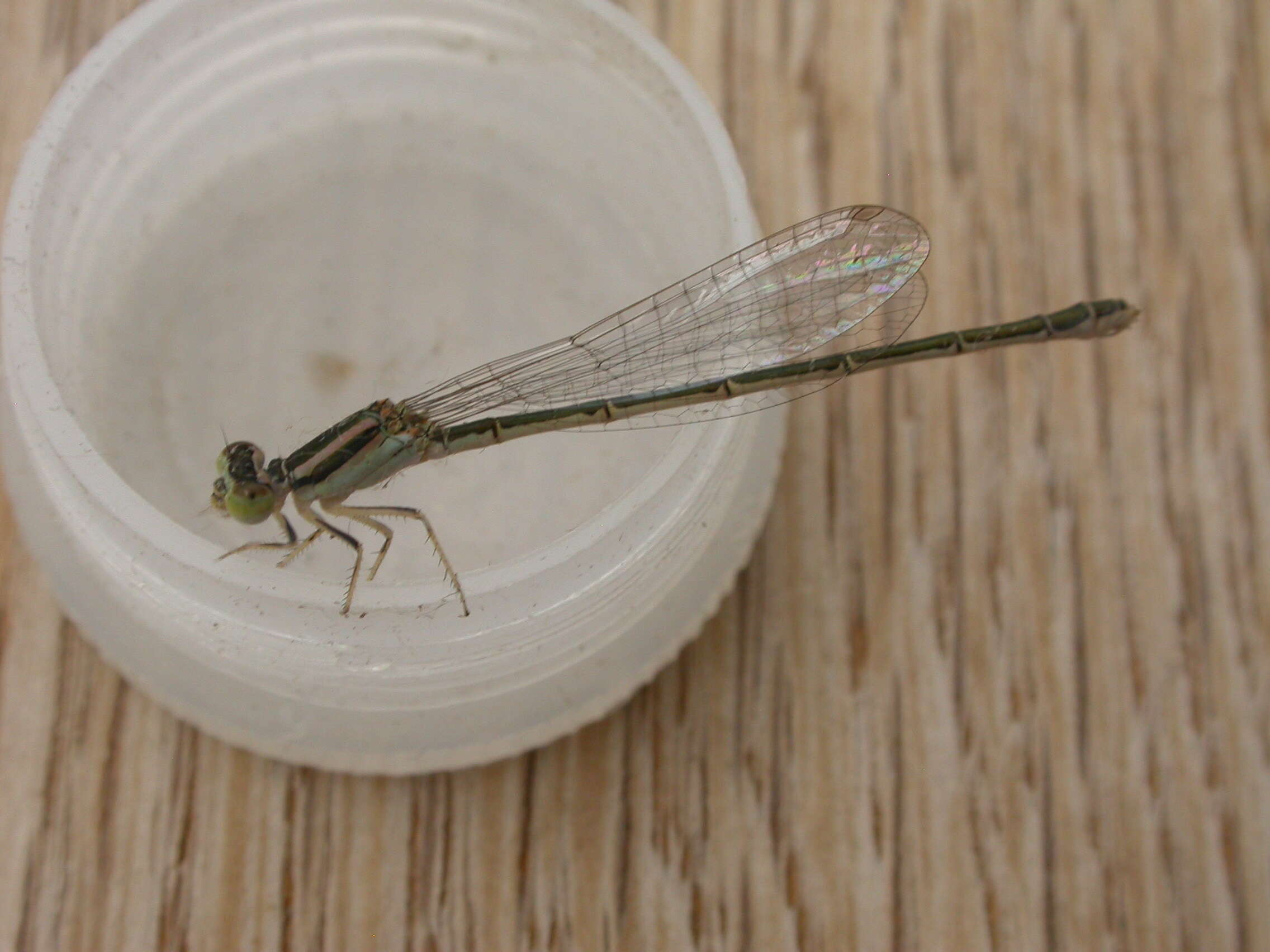 Image of forktail