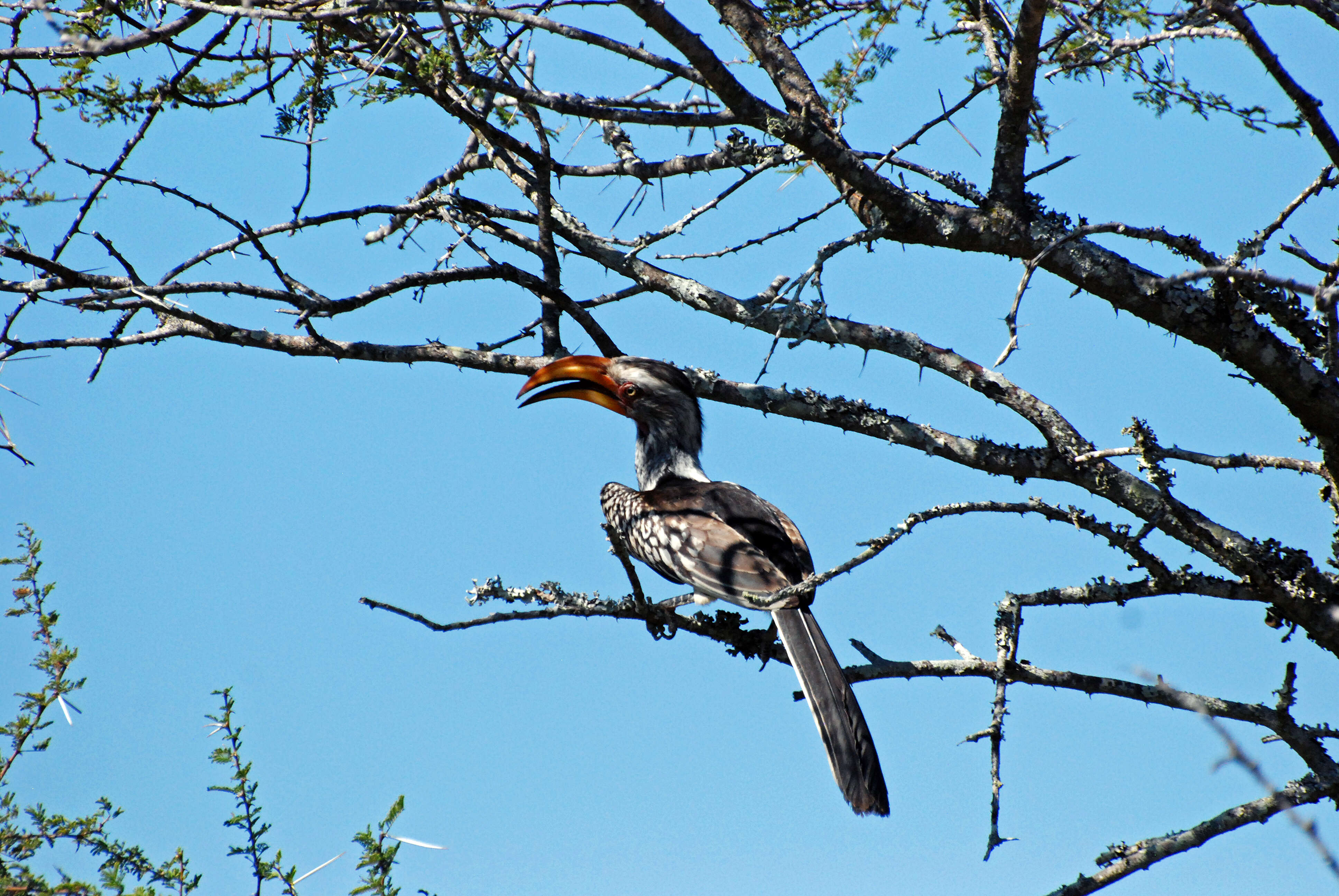 Image of Southern Yellow-billed Hornbill