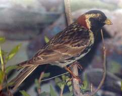 Image of Lapland Bunting